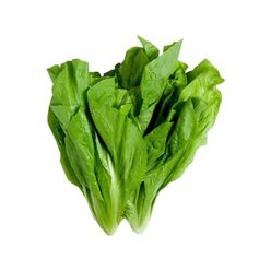 Radiche Orgânica CHEIRO VERDE 100g