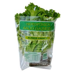 Alface crespa hidropônica ANJO GABRIEL Unidade