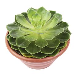 Planta ECHEVERIA Pote 21