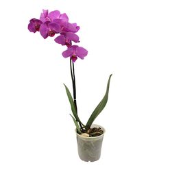 Flor Tradicional ORQUIDEA PHALAENOPSIS Pote 12