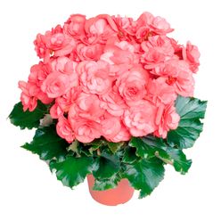 Flor BEGONIA pote 15