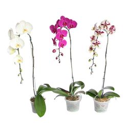 Flor PHALAENOPSIS Pote 15 Cascata