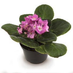 Flor VIOLETA Pote 11