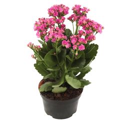 Flor KALANCHOE pote 11