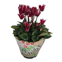 Flor CYCLAMEN Mini Pote 11