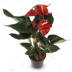 Flor ANTHURIUM pote 17