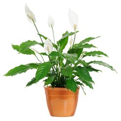 Flor SPATHIPHYLLUM Pote 14