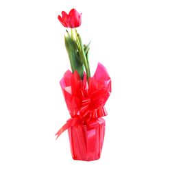 Flor TULIPA Pote 12