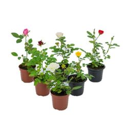 Flor Mini ROSEIRA pote 6