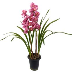 Flor ORQUIDEA CYMBIDIUM Pote 18