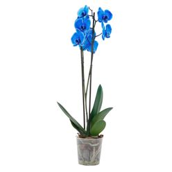 Flor ORQUIDEA PHALAENOPS Pote 12 Especial Azul