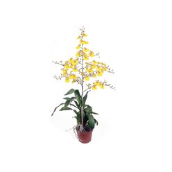 Flor ORQUIDEA ONCIDIUM ALOHA Pote 15