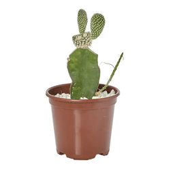 Planta CACTUS 50cm Mandacaru