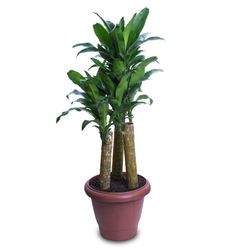 Planta DRACENA MASSAGEANA Pote 30