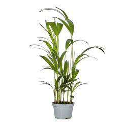 Planta ARECA BAMBU Pote 11