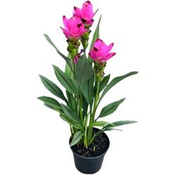 Flor CURCUMA PREMIUM Pote 15