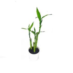 Planta DRACENA LUCKY BAMBOO Pote 12 Pote 12