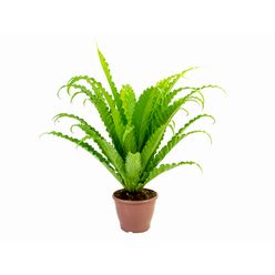 Planta ASPLENIUM OSAKA Pote 19