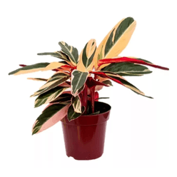 Planta CALATHEA TRIOSTAR Pote 17