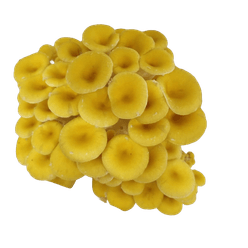 Cogumelo Shimeji Amarelo FUGITA 200g