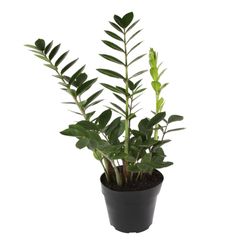 Planta ZAMIOCULCAS Pote 17